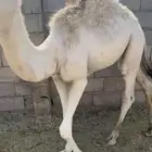 قعود مغلق شحم