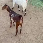 معزا للبيع ثنيه وجذعه مقرب ولادها