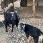 عنز تحتها تيس