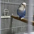 للبيع زوج روز جاهز للانتاج