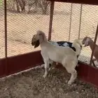 تيس جذع ان بغيت ذبح ولا فحل