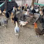 دجاج بياض