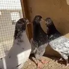 حمام باكستاني