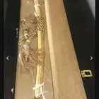سيف طقم جديد