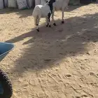 نعجه ثنيه