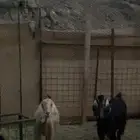 معزا
