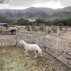 طلي مشروع فحل كفو