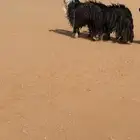غنم نجد طيبات
