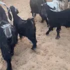 معزا متابيع 3 معها 4