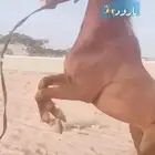 سلام عليكم حصان شعبي كفو للبيع