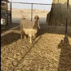 لبيع معزا عوارض صنف دفيع