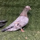 للبيع جوز صنعاوي