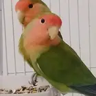 روز منتج للبيع
