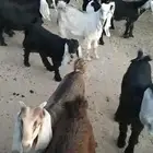 تيوس وجفرات للبيع