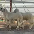 خروفين ورخل(تم البييع)