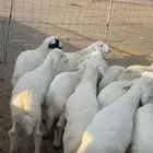 بهم حري مراح واحد فاخر شعره وطرف وشحم