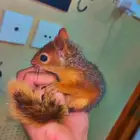 سناجب سوريه