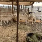 ضان حرية