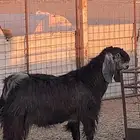 السوق الجنوبي