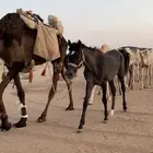 مهر شعبي يعرف البل