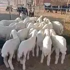 بهم تربيه طليان رخال