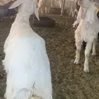 ذبايح الرس