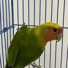للبيع عصفورة