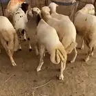 فران العدد 7 جذعان