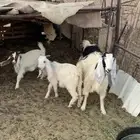 القصيم