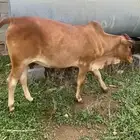 خبشه للبيع