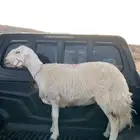 رخل دافع صنف من ضان شهران الصايل فاخره من الاخر