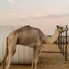 قعود رباع طابع شرط
