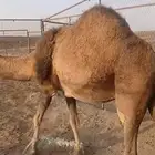ناقه موطي ام اربع مشروطه من العذريب مجموعه يوجد له فديو