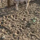 شاتين حيل نظيفه