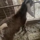 تيس الي يبي ذبح او مشروع فحل يقرع شرط عمره جذع