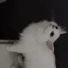 قط للتبني