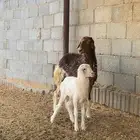 جذعه نعيمي مهجنه وبنتها رخل الموقع هجرة الهواشله