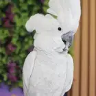 مطلوب ببغاء للتبني