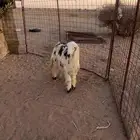رخال
