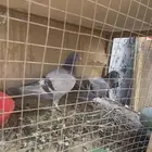 عندي انثى وذكر سلفر مهن متزاوجات