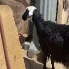 نعجه دافع قريب