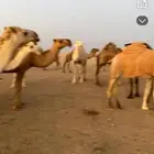ذود للبيع