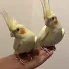 كروان لاتينو للبيع