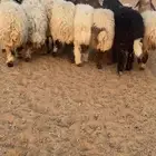 رخال نعيم ومهجته. عدد 10 العرض ثاني حريات متابيع