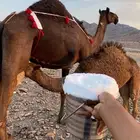 خلفه مجهم ناقة فروع فروع ومجموع بالحليب الحد12500تمم البيعع