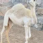 بكرة