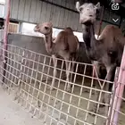 ابعير وثلاث نياق لقح في 3 شهور وبكره