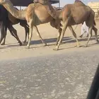 بكار حمر