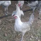 دجاج فيومي ألمنيوم