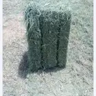 رودس ورق ناعم تم البيع